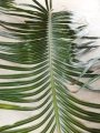 Cycas seemannii