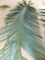 Cycas neocaledonica.