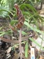 Bronze emergent leaves.