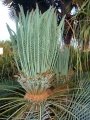 Emerging fronds