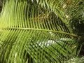 Frond (underside).