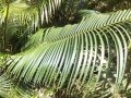 Fronds.