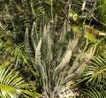 New emerging fronds.