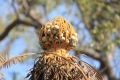 Cycas basaltica in habitat. Female cone.