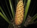 Male cone at pollen dehiscing stage.