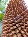 Male cone.