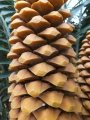 Male cones at dehishing stage.