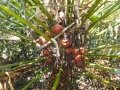 Note the very large seeds.