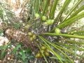 Immature seeds.