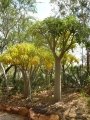 Pachypodium rutenbergianum in the start of our dry season afer out wet Monsoonal weather. Autumn colours.