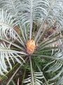 Cycas thouarsii, Receptive Female.