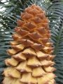 Cycas bogainvilleana, Male cone dehiscing pollen.