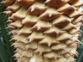 Cycas bogainvilleana, Male cone dehiscing pollen.