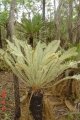 Emerging fronds in habitat.