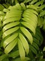 Emerging frond.