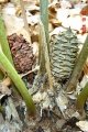 Female cone.