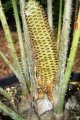 Male cone.