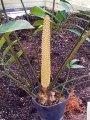 Male cone.
