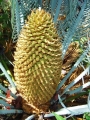 Cycas cairnsiana, Male cone.