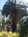 Macrozamia moorei in habitat.