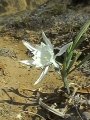 Blooming habit near a beach north of Tel Aviv, Israel.
