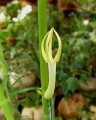 The strangely beautiful yellow flowers tip this odd species to the positive side.