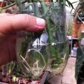 Adenia globosa water's roots.