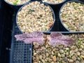 Cyphostemma mappia cotyledons.