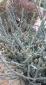 Ruschia crassa, jardin exotique de Monaco.