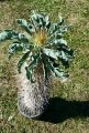 Pachypodium namaquanum 15 years old (Grafted on Pachypodium lamerei)