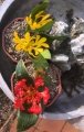 Daubenya aurea. Flowers are yellow in the typical form but red or orange in var. coccinea.
