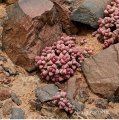 Crassula elegans habitat of Vanrhynsdorp SW Namibia.