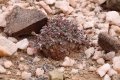 Ceraria pygmaea in habitat.