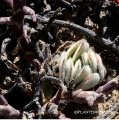 Crassula tomentosa in habitat.