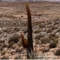 Pachypodium namaquanum in habitat.