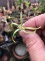 Adenia firingalavensis (Male flower)