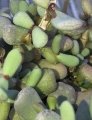 Ceraria pygmaea. Fruiting habit.