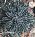 Dorstenia lavranii, Foliage 'under the sun of tropics'