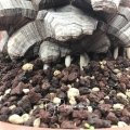 Dioscorea elephantipes, appearance of new annual roots