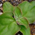 Mesembryanthemum crystallinum, winter foliage,14 February 2018, Tenerife, Canary Islands, Spain.