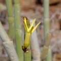 Ceropegia dichotoma, blooming habit near Tenerife, Canary Islands, Spain, 14 February 2018.
