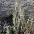 Ceropegia rupicola in its habitat.