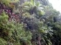 Habit with Miconia calvescens at Onomea, Hawaii. December 05, 2001.