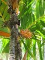 Trunk fruit and leaves at Iao Tropical Gardens of Maui, Maui. May 22, 2012.