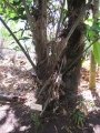 Trunk at Iao Tropical Gardens of Maui, Maui. May 22, 2012.