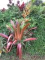 Flowering habit at Garden of Eden Keanae, Maui. March 30, 2011.