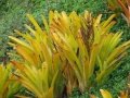 Flowering habit at Pulehu, Maui. March 13, 2007.