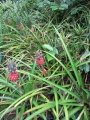 Fruiting habit at Hawaii Tropical Botanical Garden, Hawaii. July 16, 2012.