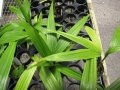 Seedlings for sale at Iao Tropical Gardens of Maui, Maui, Hawaii (USA). May 22, 2012.