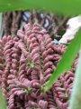 Flower stalk at Iao Tropical Gardens of Maui, Maui, Hawaii (USA). May 22, 2012.